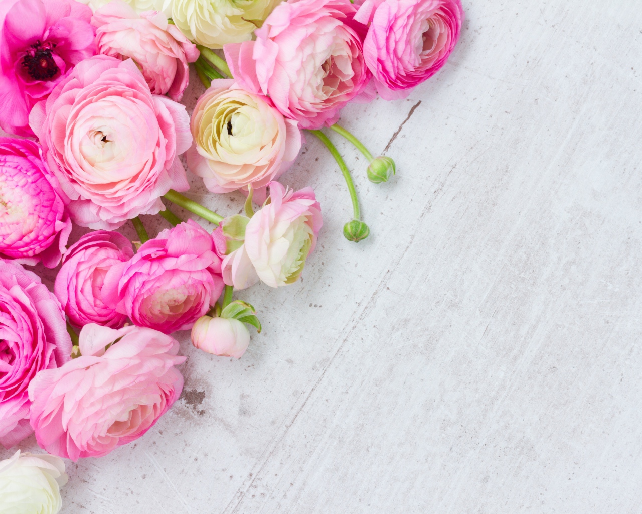 Много розовых лютиков на сером столе