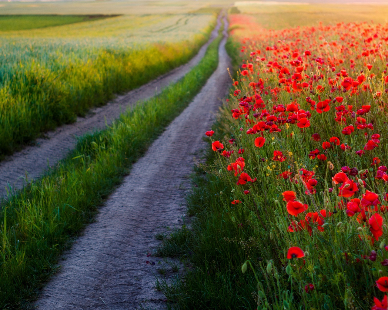 Много красных маков в поле у дороги