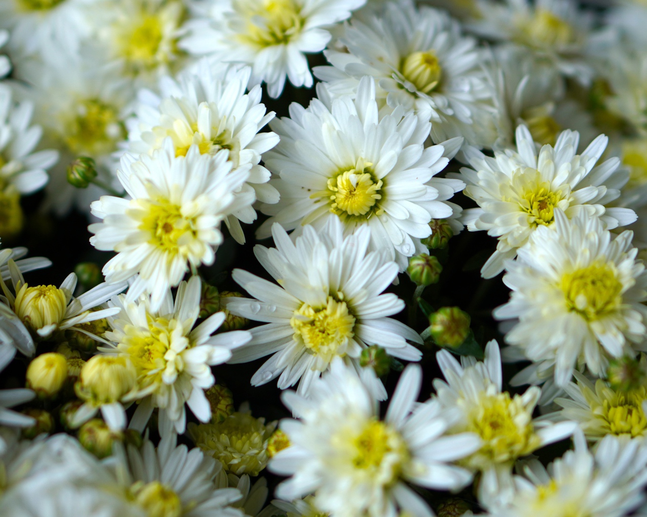 Много белых хризантем крупным планом