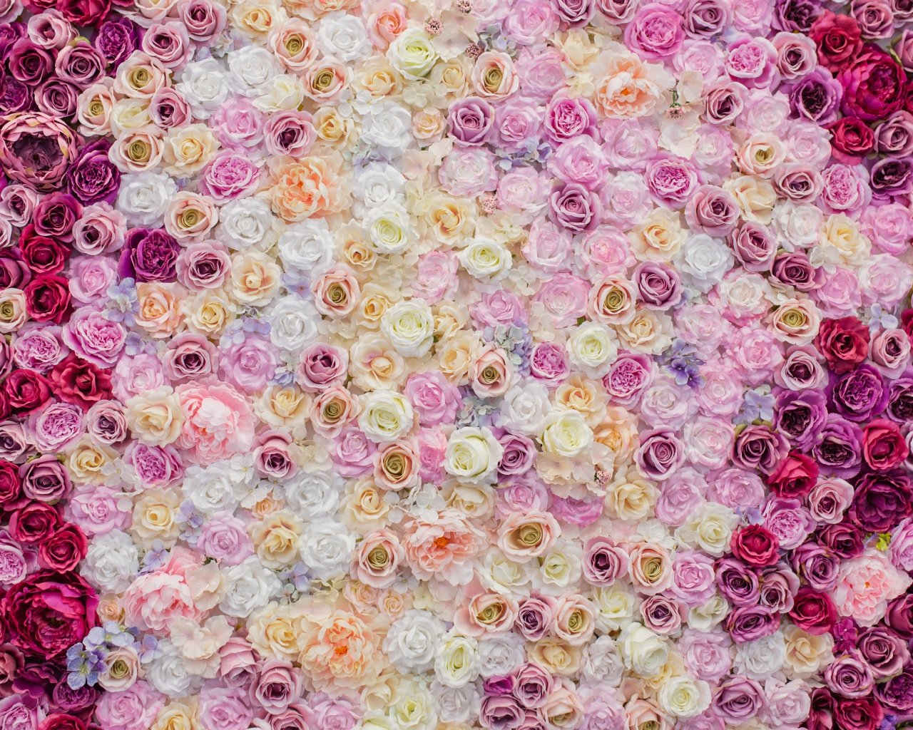 Много красивых разноцветных роз вид сверху