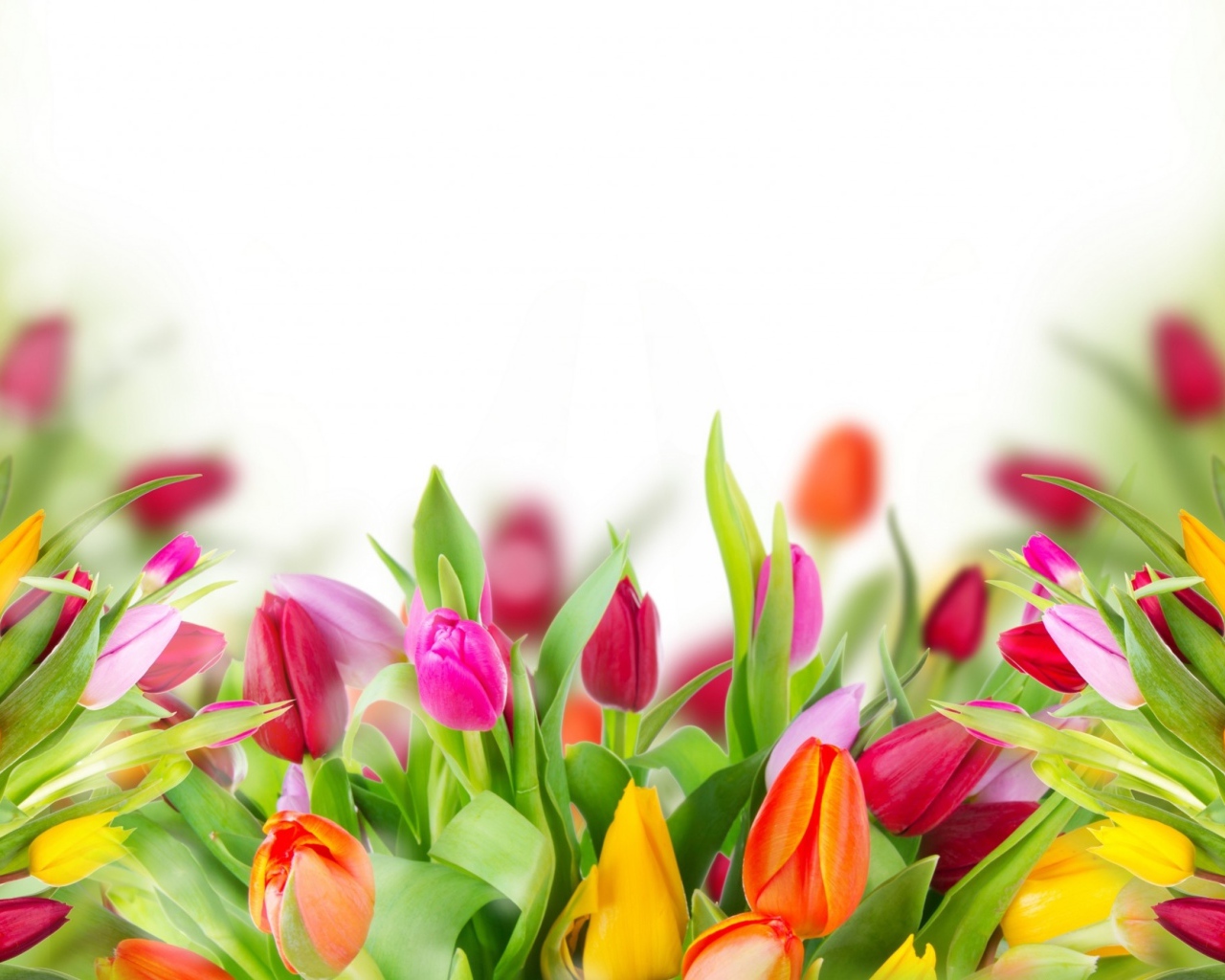 Много красивых разноцветных тюльпаном фон для открытки