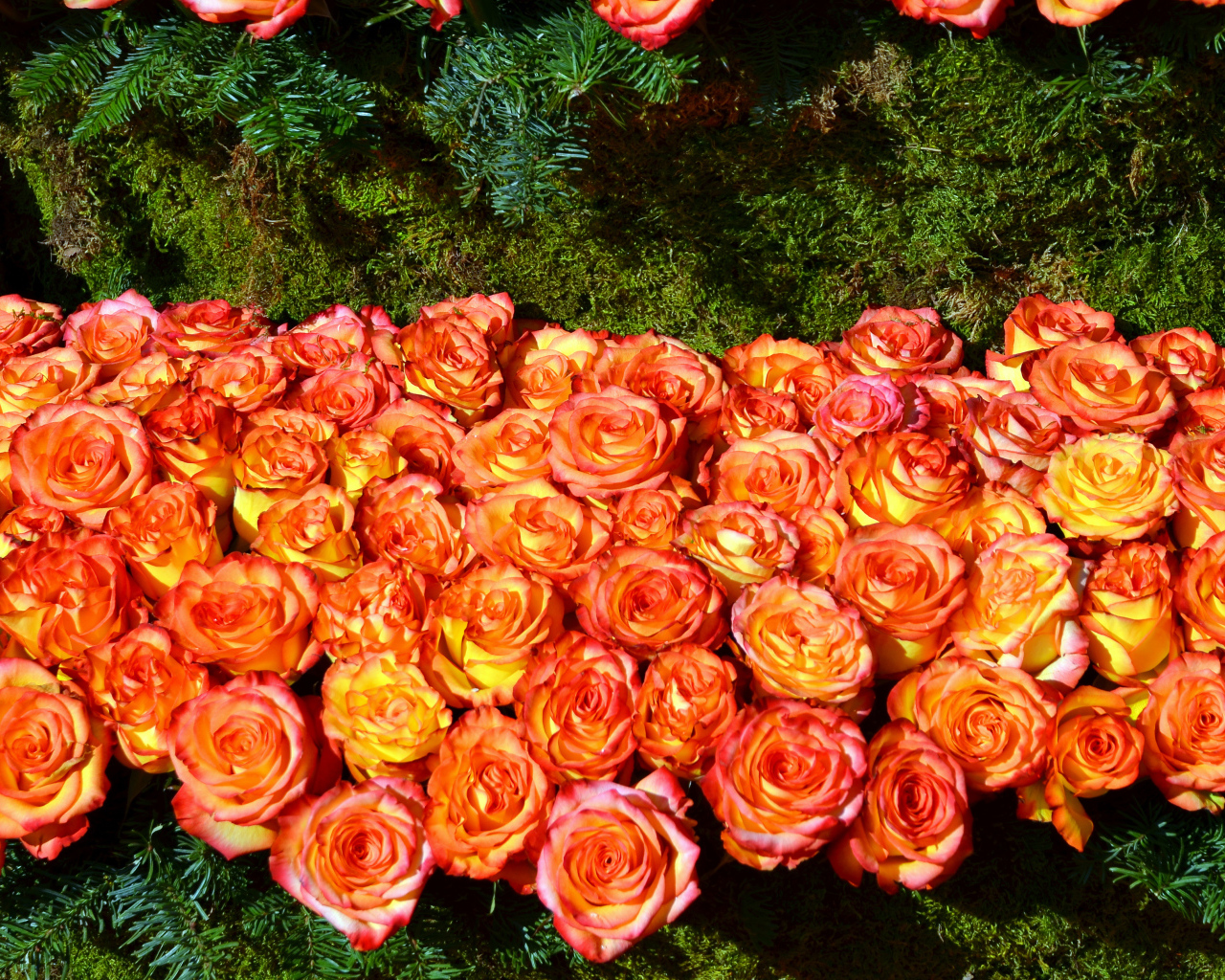 Много красивых оранжевых роз