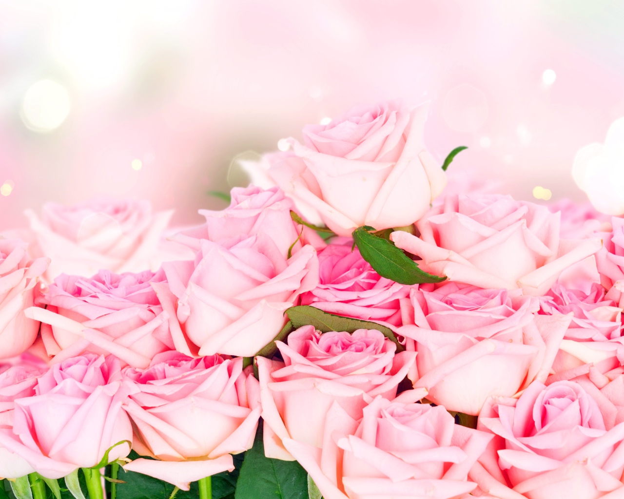 Много красивых розовых роз, фон 