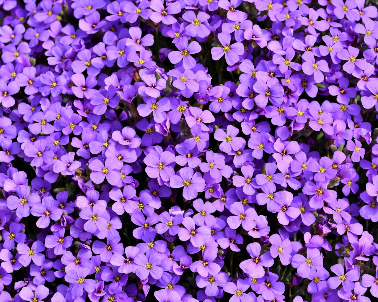 Много красивых мелких цветом обриета