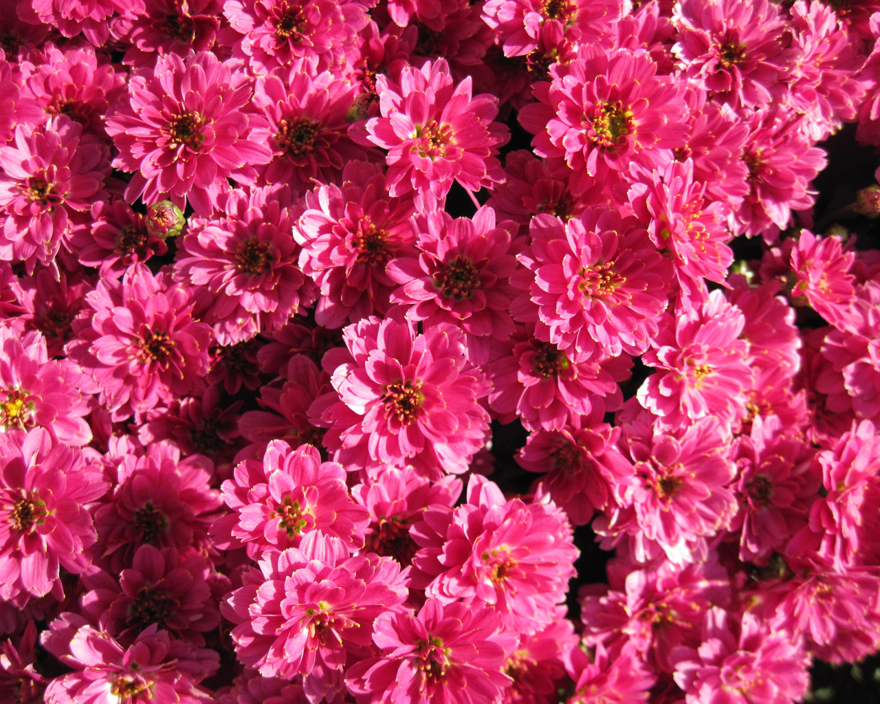 Много красивых нежных розовых хризантем крупным планом