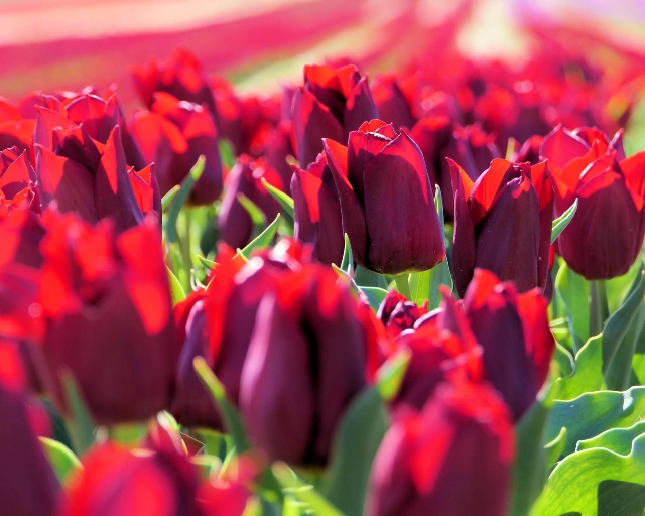 Много тюльпанов бордового цвета в лучах солнца