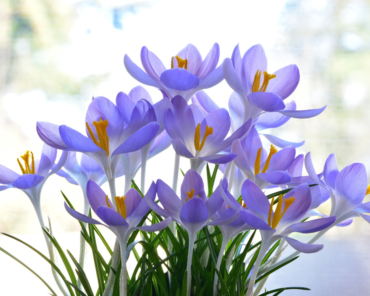 Много нежных сиреневых цветов крокуса 