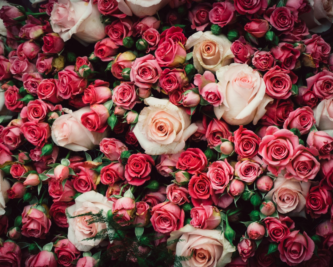 Много разноцветных роз крупным планом