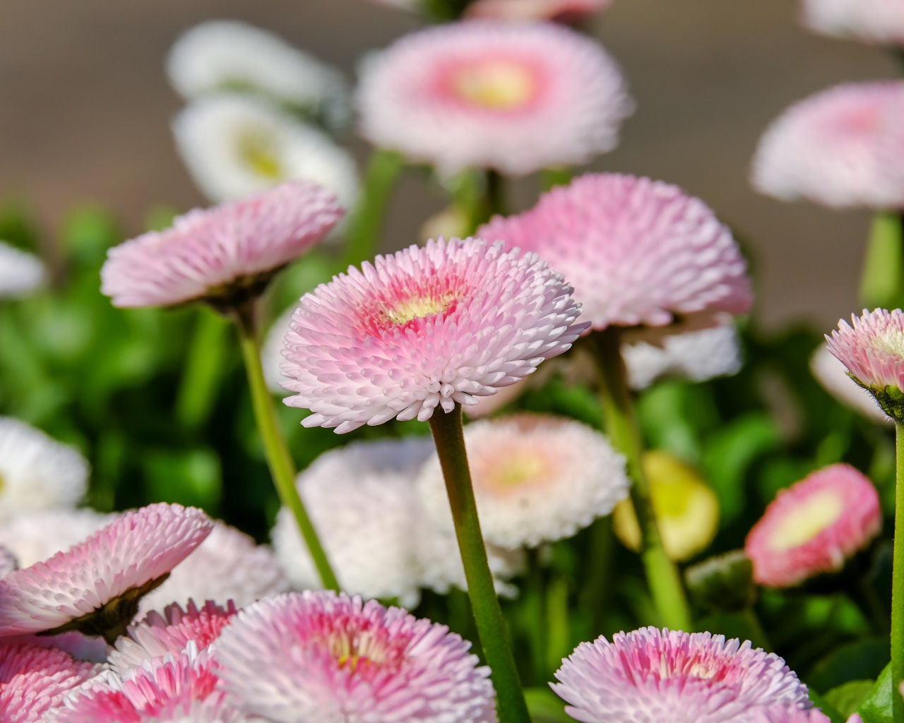 Много розовых маргариток на клумбе