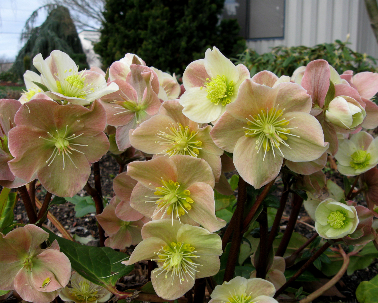 Много розовых цветов морозника крупным планом