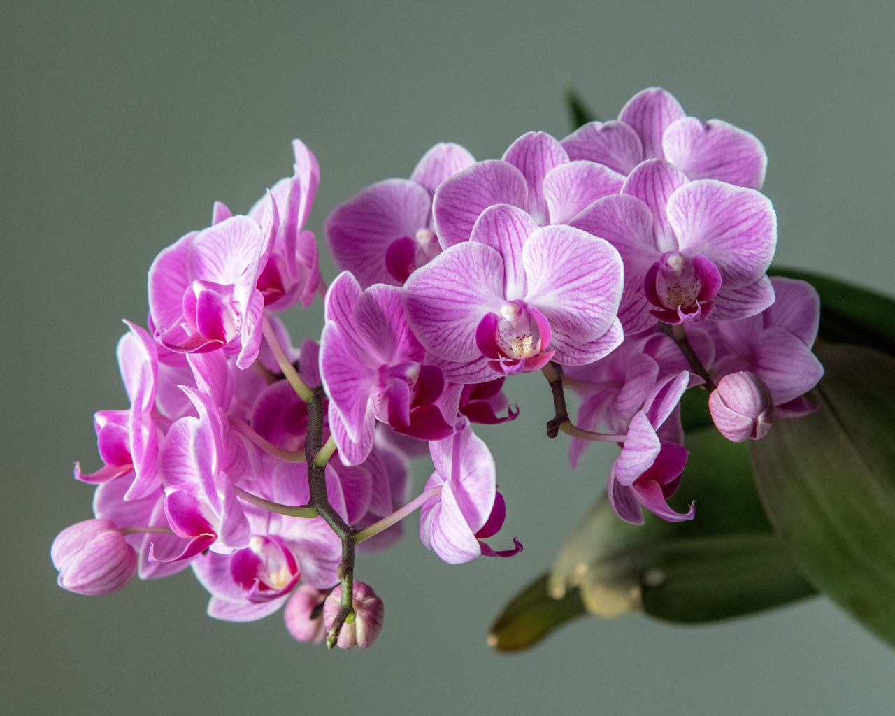 Много розовых цветов орхидеи на сером фоне