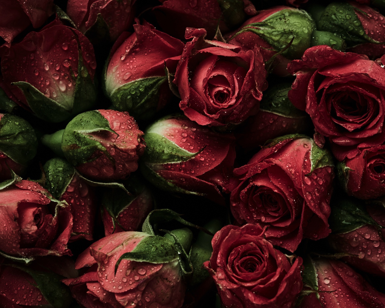 Много розовых роз в каплях воды крупным планом