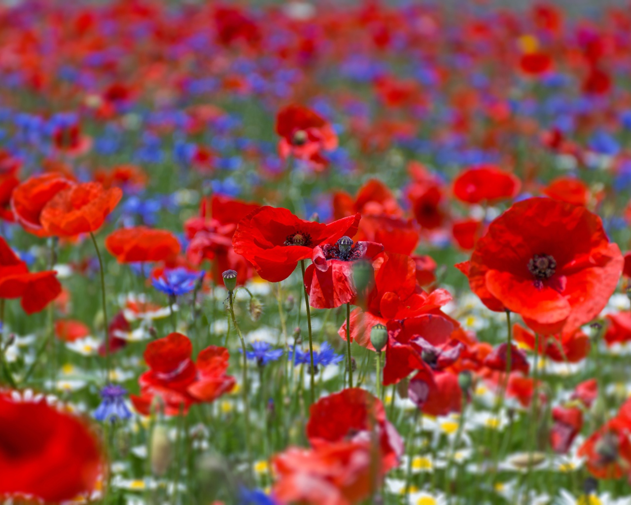 Много красных маков на поле летом