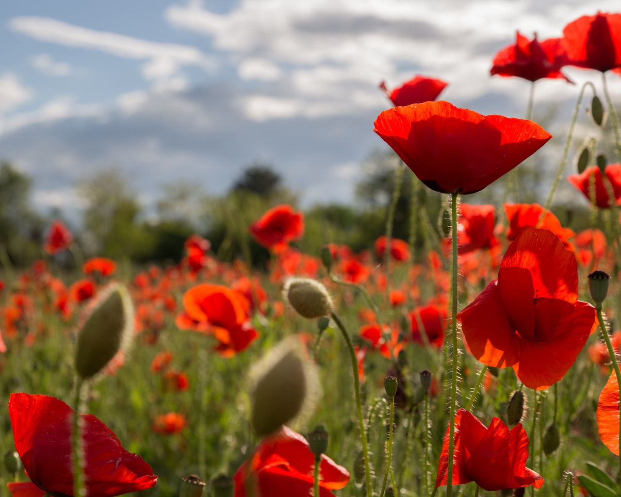 Много красных маков на поле с бутонами