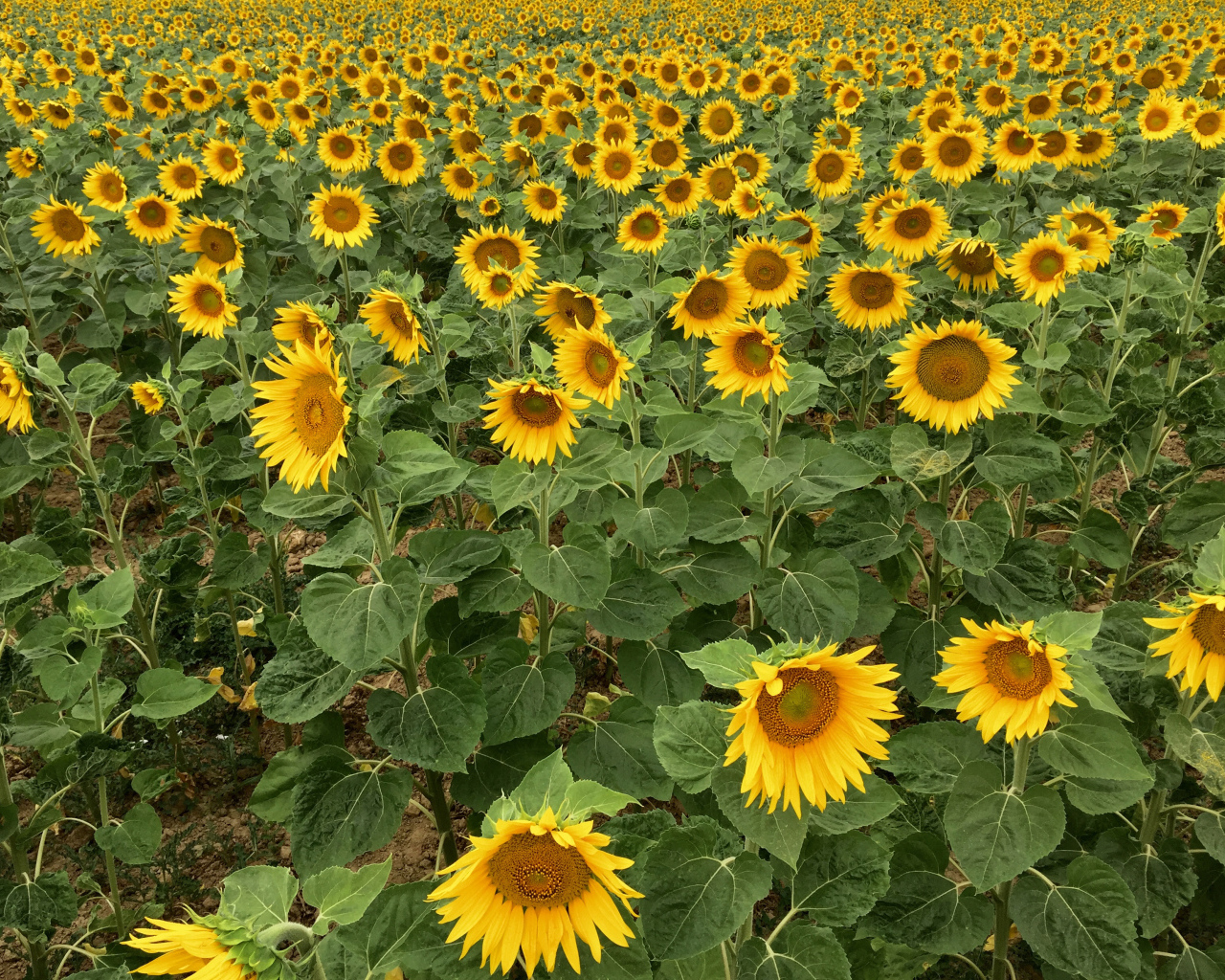 Много желтых цветущих подсолнухов на поле