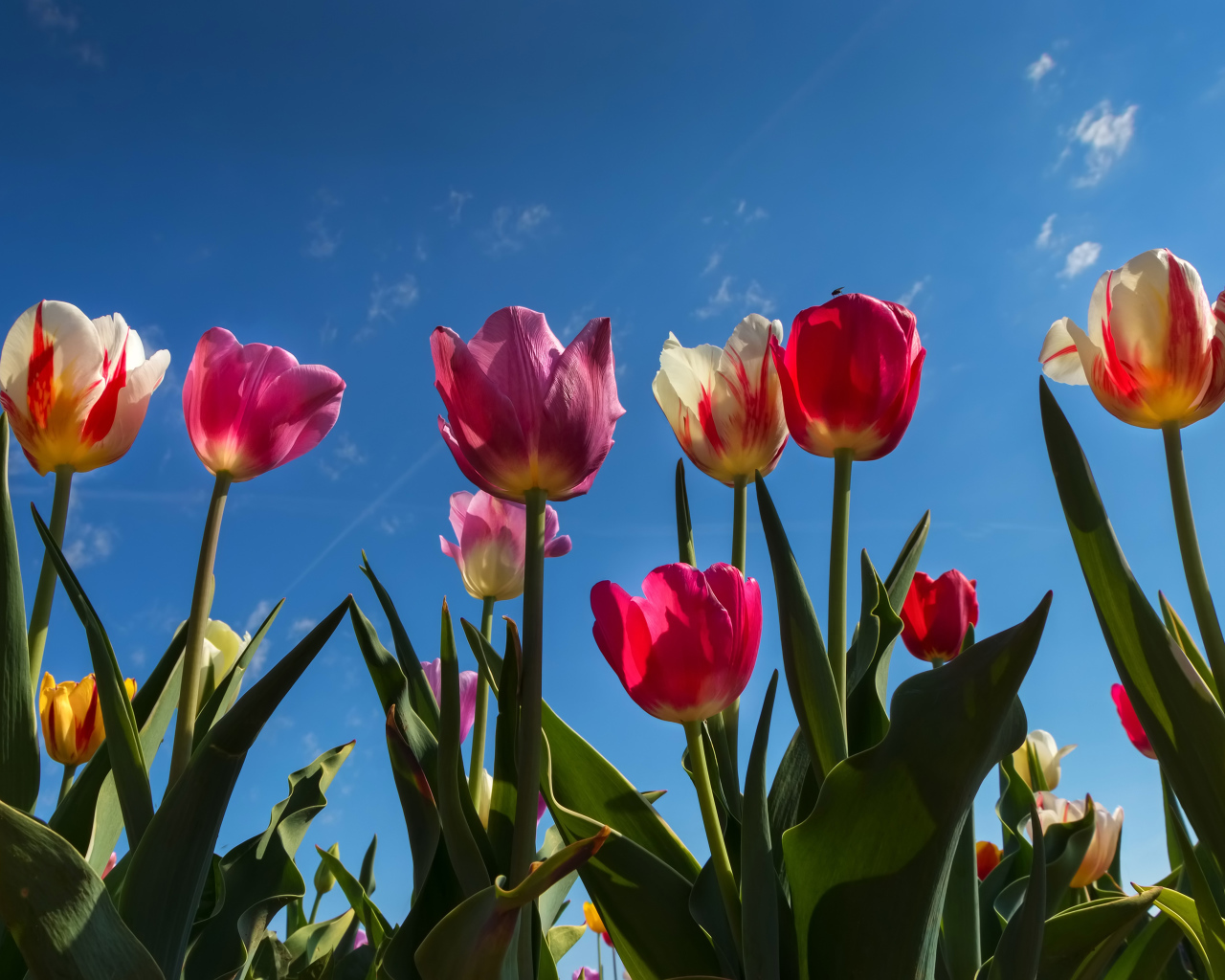 Разноцветные тюльпаны в лучах солнца под голубым небом