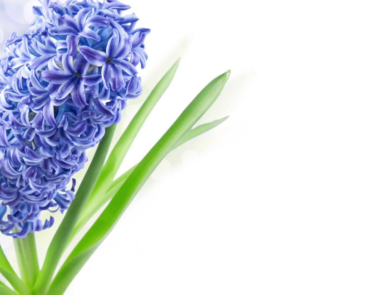 Один цветок голубого гиацинта на белом фоне