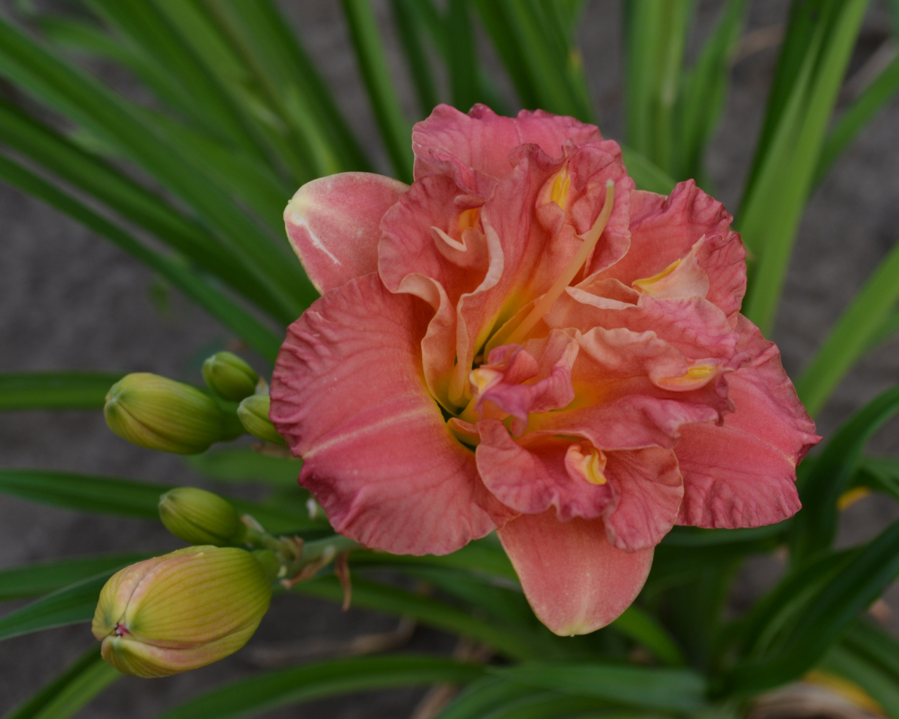 Оранжевая лилия с зелеными листьями и бутонами