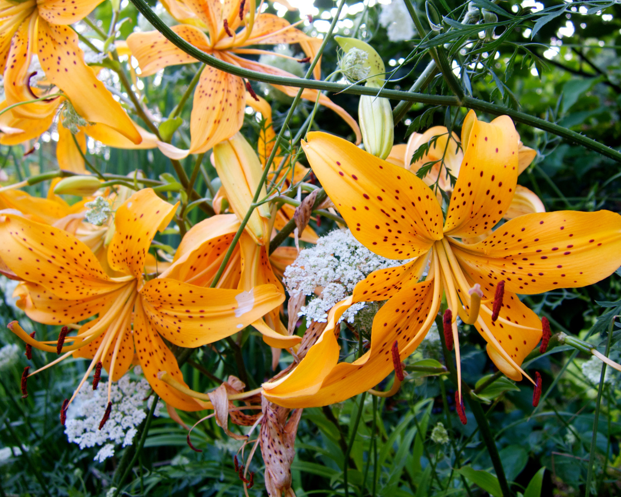 Оранжевые пятнистые тигровые лилии на клумбе