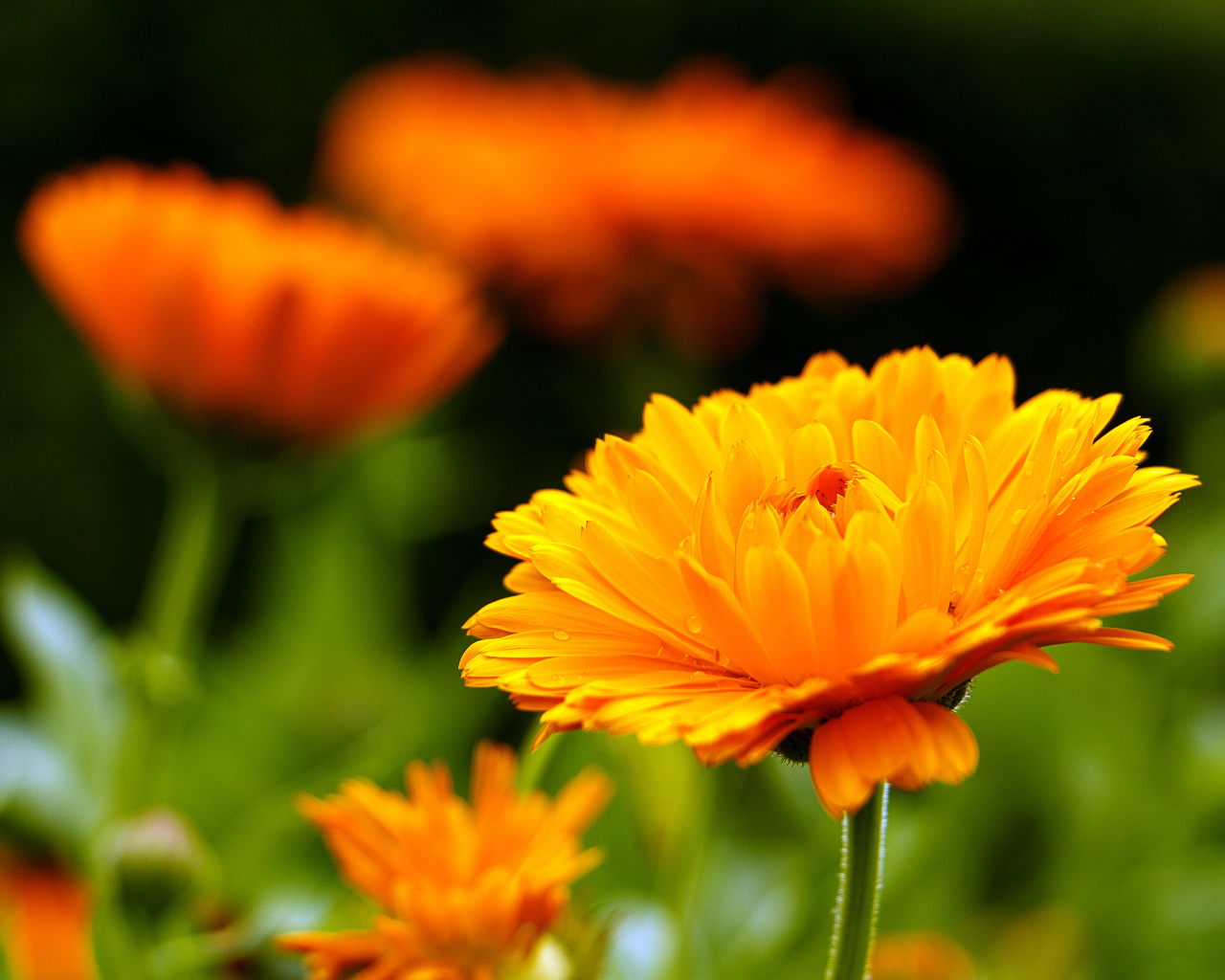 Оранжевый красивый цветок календулы крупным планом