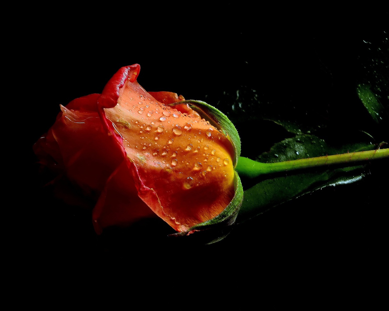 Оранжевая роза в каплях воды на черном фоне