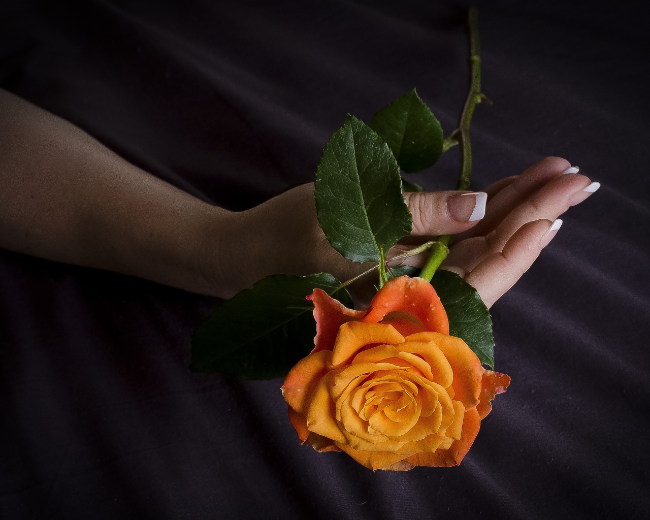 Оранжевая роза в руке у женщины 