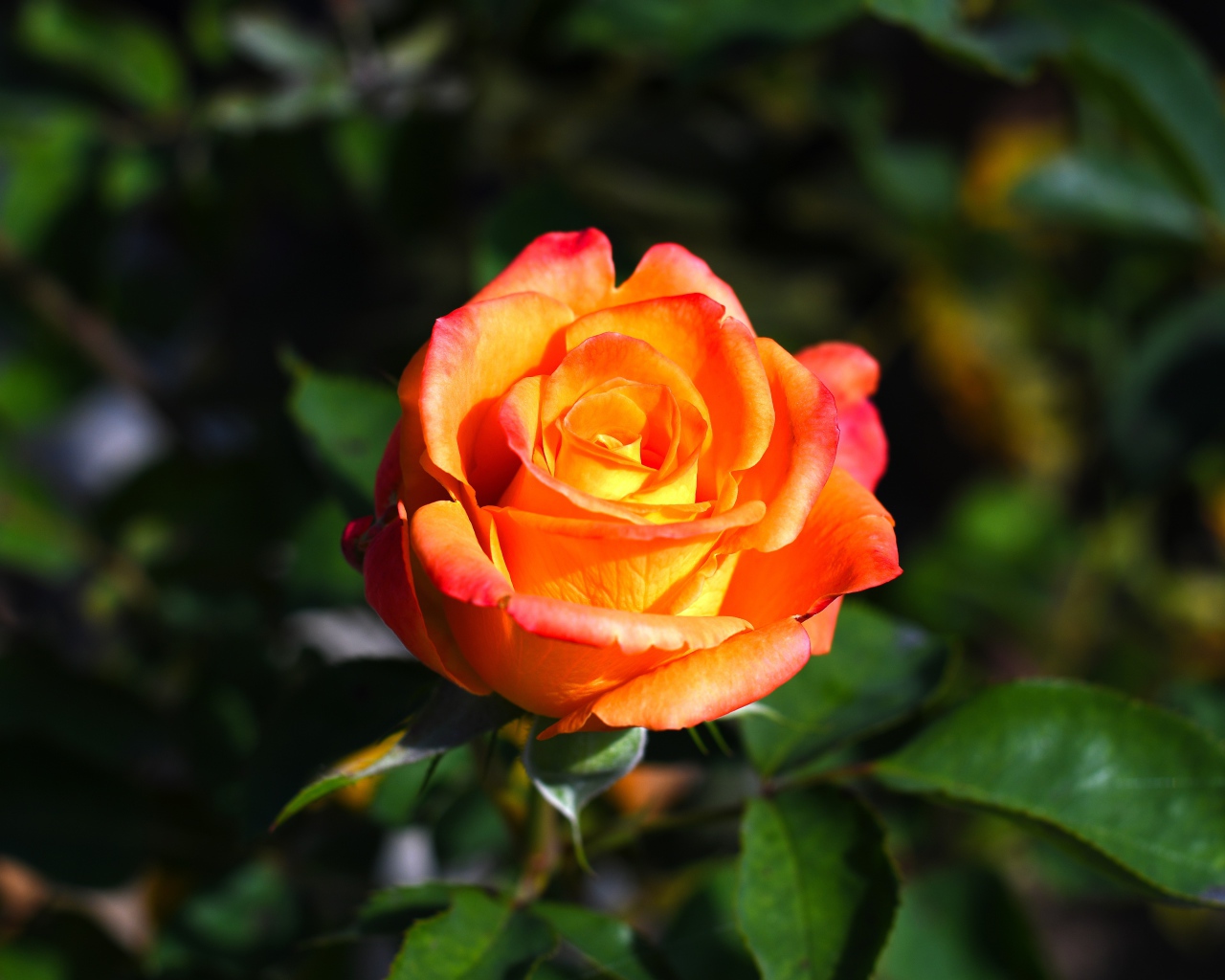 Оранжевая роза с зелеными листьями крупным планом