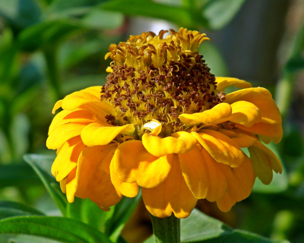 Оранжевый цветок цинии на клумбе