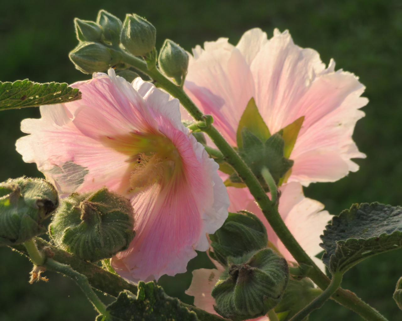Розовые цветы мальва крупным планом