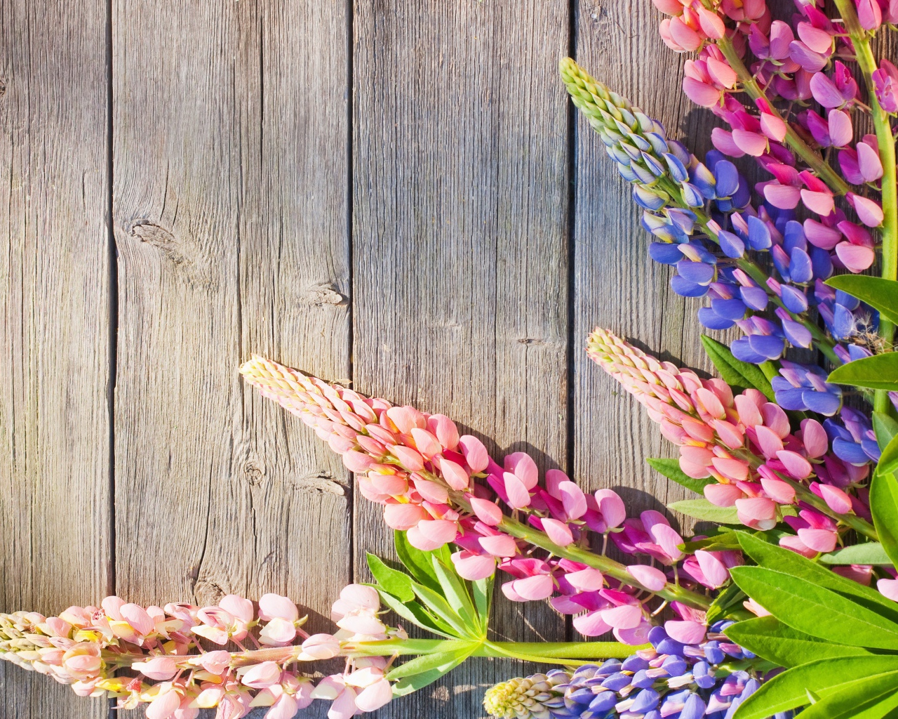 Розовые и синие люпины на деревянном фоне
