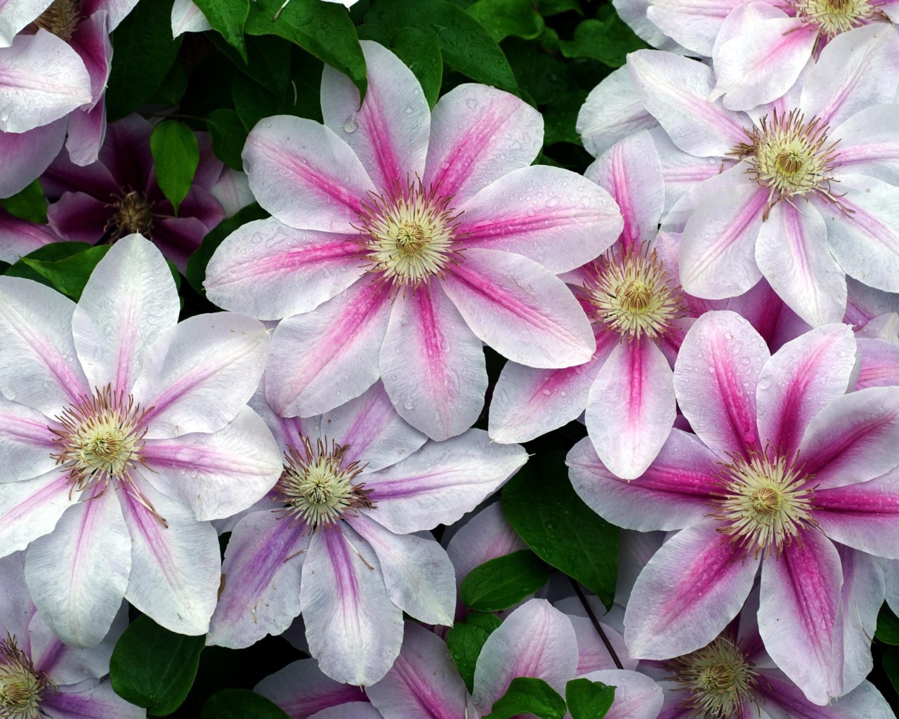 Розовые с белым цветы клематиса