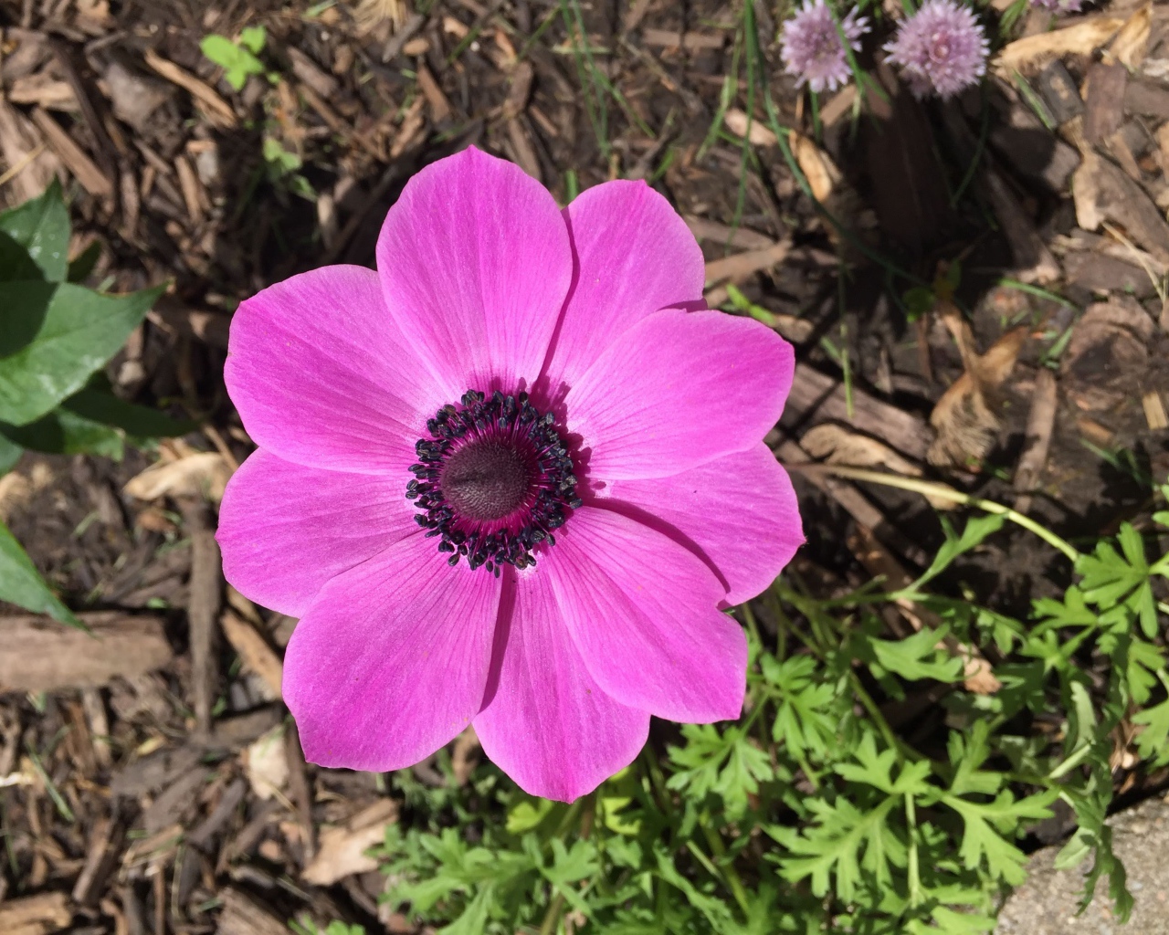 Розовых цветок анемоны на клумбе 