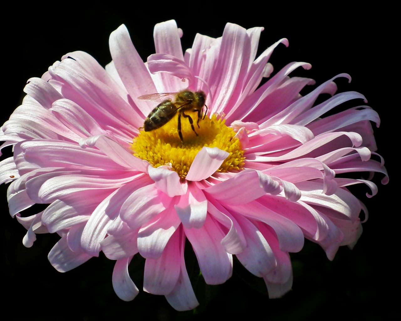 Розовая астра с пчелой на черном фоне