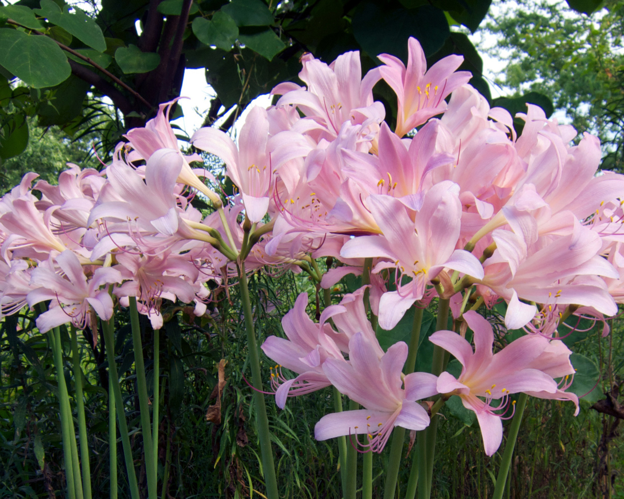 Розовые красивые лилии на клумбе