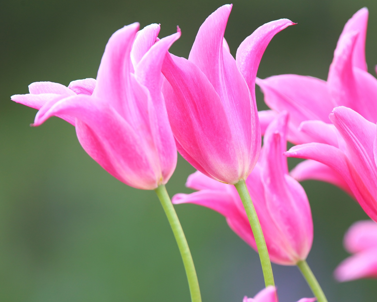 Розовые красивые весенние тюльпаны 