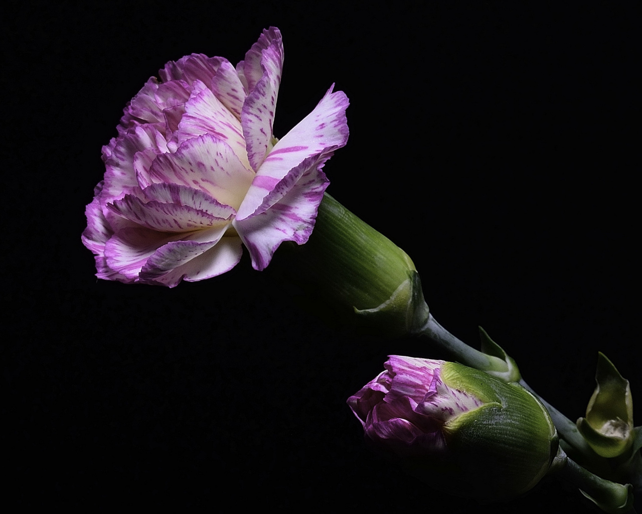 Розовая гвоздика с бутоном на черном фоне