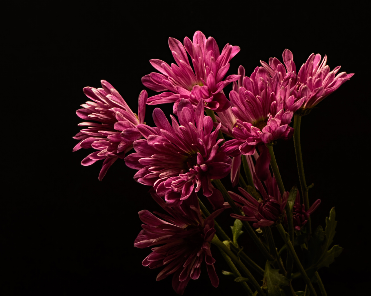 Розовые хризантемы на черном фоне