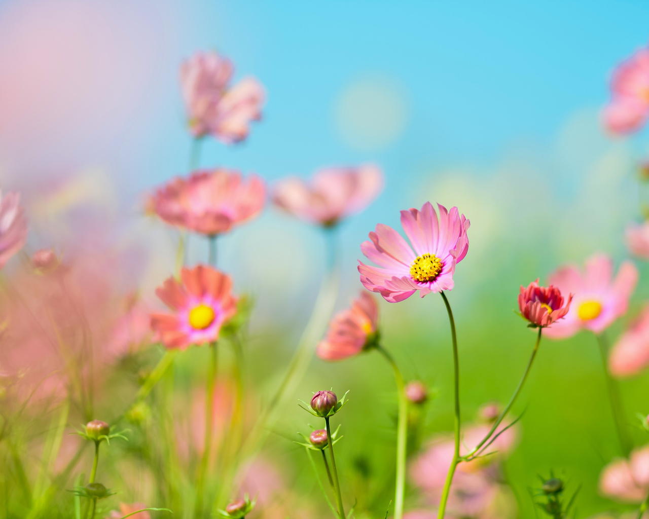 Розовые цветы космея под голубым небом летом