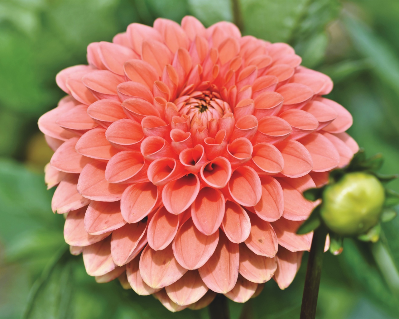 Розовая георгина с бутоном крупным планом