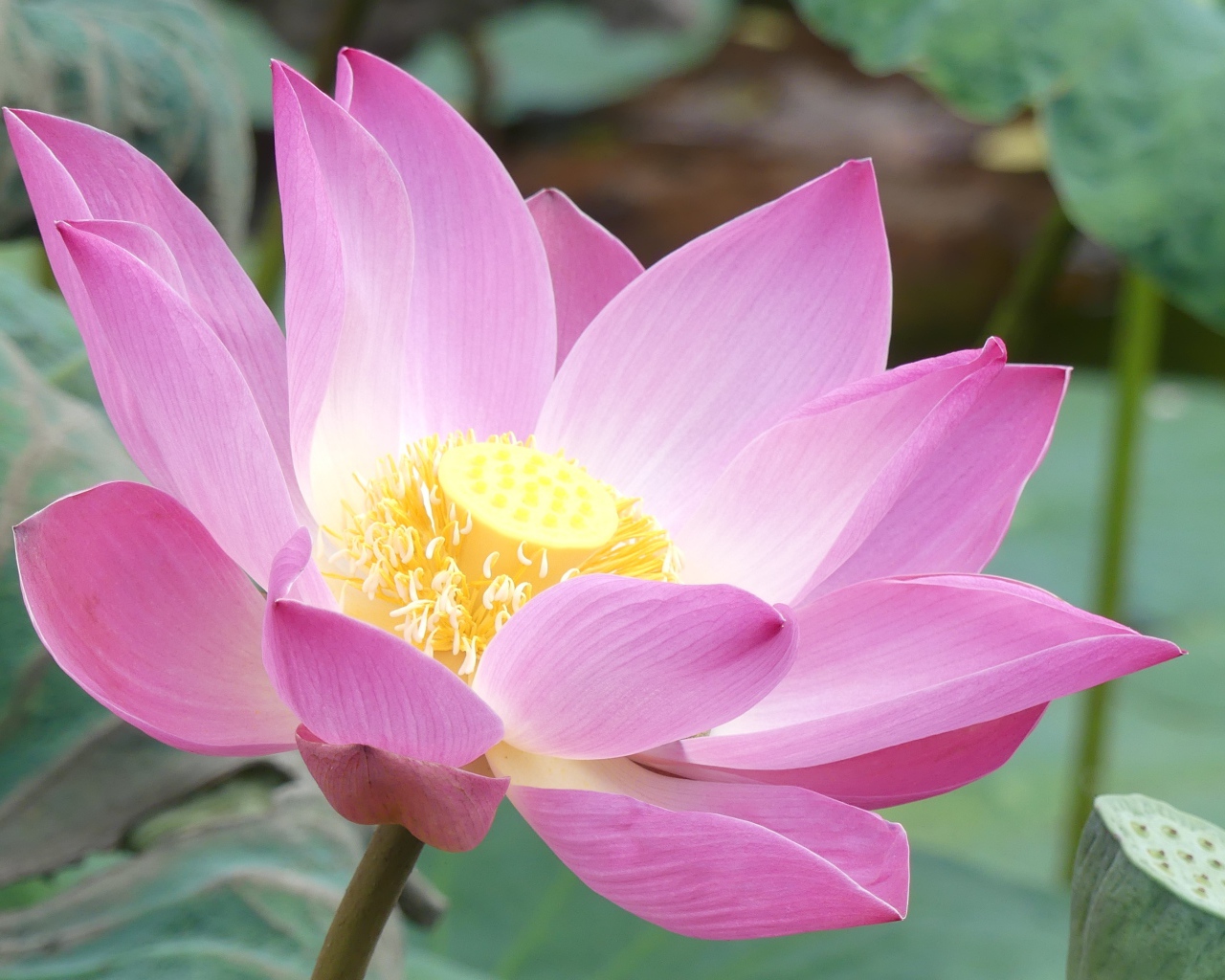 Розовый нежный редкий цветок лотоса в воде