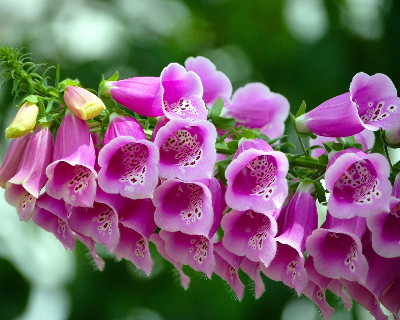 Розовые цветы наперстянка крупным планом