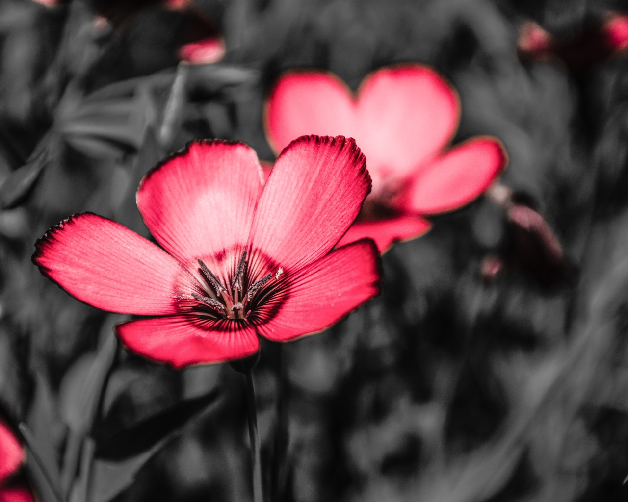 Розовые цветы на черном фоне крупным планом