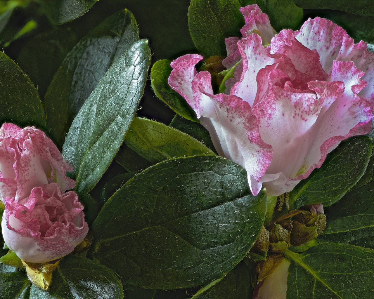 Розовые цветы рододендрон в зеленых листьях 