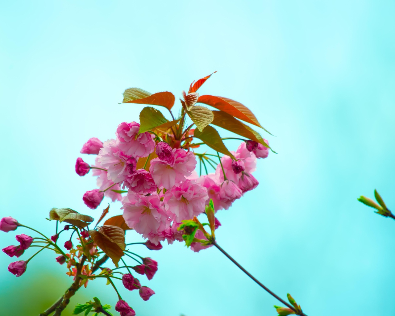 Розовые цветы с зелеными листьями на ветке на голубом фоне