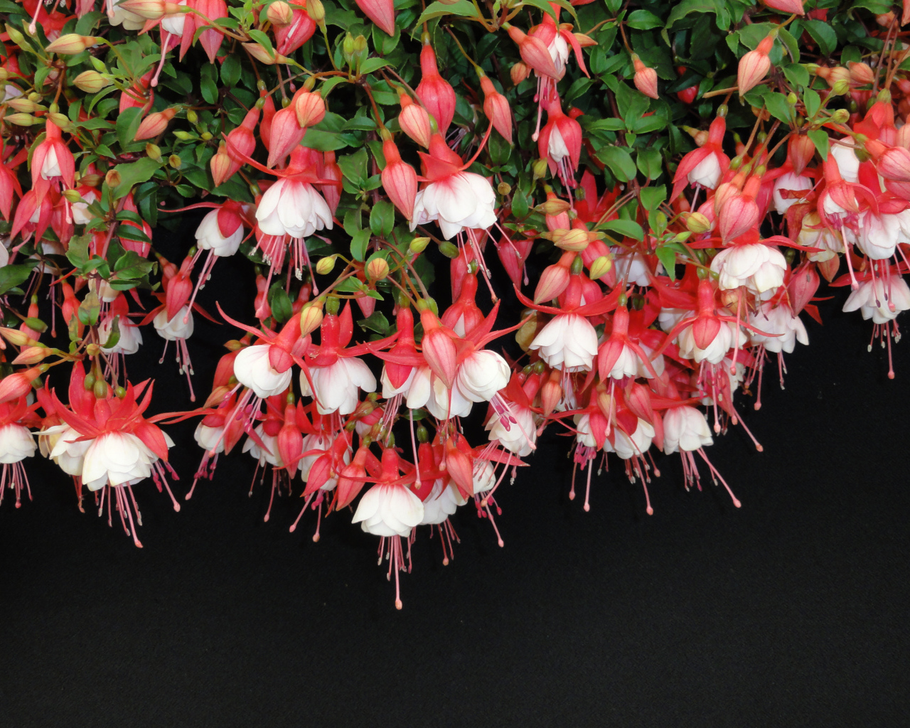 Розовые цветы фуксия на черном фоне