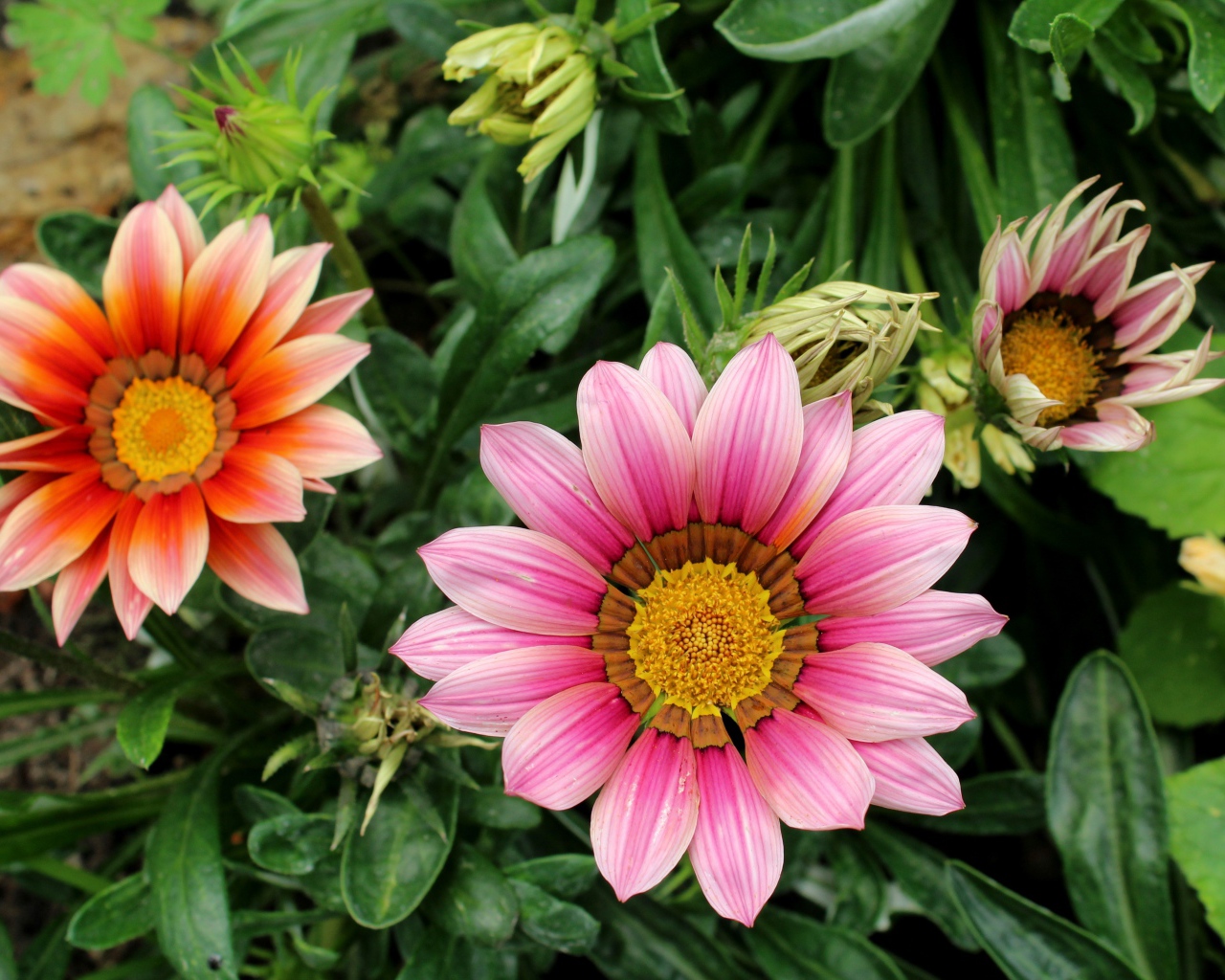 Розовые цветы газания с бутонами на клумбе