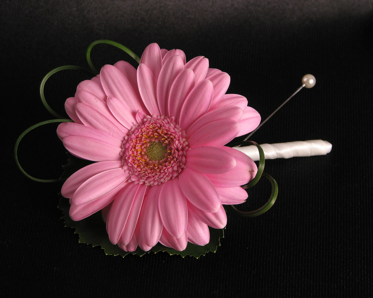 Розовый цветок герберы приколот к черной ткани