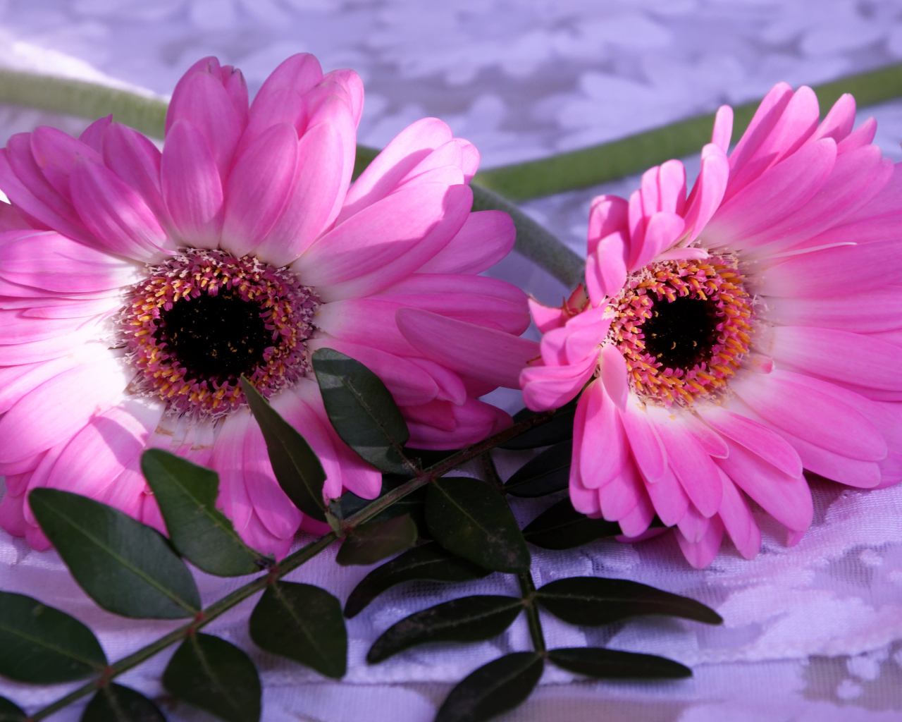 Розовые герберы с зелеными листьями 