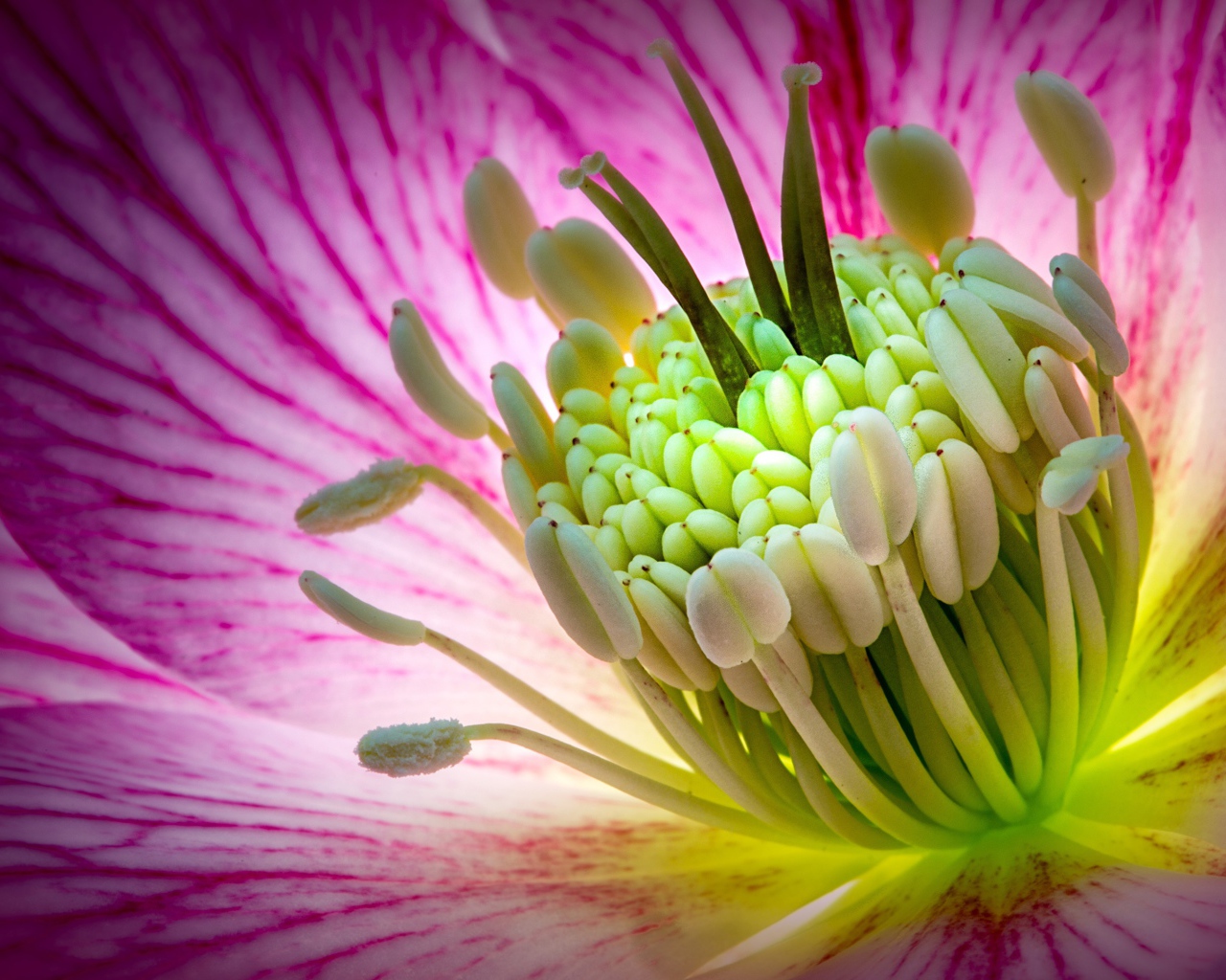 Розовый цветок морозник крупным планом