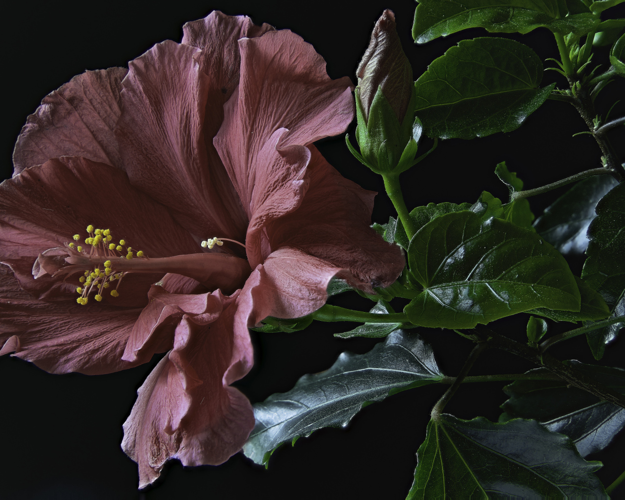 Розовый цветок гибискуса с бутоном и зелеными листьями на черном фоне